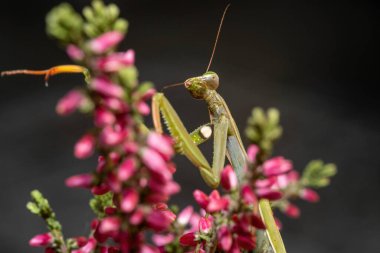 Canlı pembe çiçekler arasında peygamberdevesinin yakın çekimi