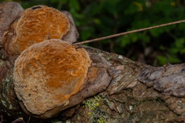 Çürüyen Ağaç Gövdesinde Parlak Mantar Büyüyor