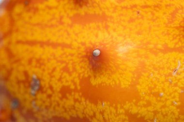 Kiwano Meyve Teni Dokusunun Makro Kapanışı