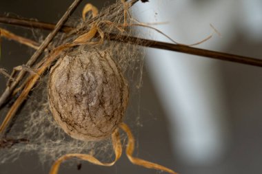 Peygamber Devesi Yumurtası Dal Üzerine Koza Yaklaş