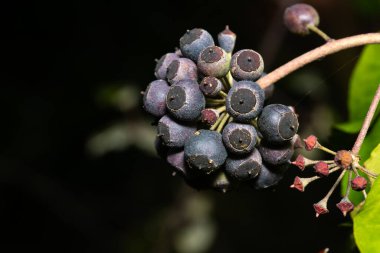 Kurumuş çiçeklerle olgunlaşmış sarmaşık meyveleri.