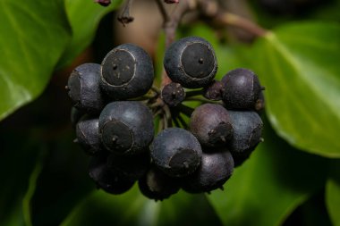 Yeşil Yaprak Arkaplanında Olgun Sarmaşık Meyvelerinin Kapanışı