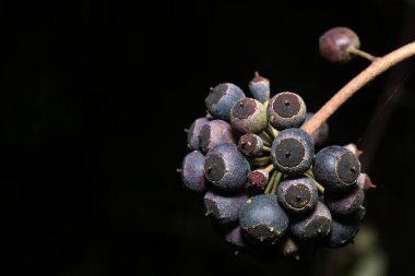 Kurumuş çiçeklerle olgunlaşmış sarmaşık meyveleri.