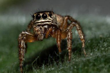 Zıplayan örümceğin İleri Bakış Macro 'su