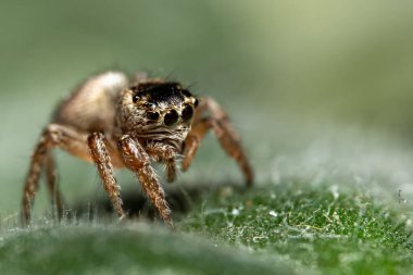 Yeşil Yapraklı Sıçrayan Örümcek Makro Yakın Çekimde
