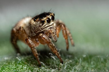 Yeşil Yaprak Yüzeyinde Zıplayan Örümcek 'in Kapanışı