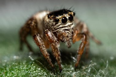 Yaprak Yüzeyinde Sıçrayan Örümcek Surat 'ın Aşırı Macro' su