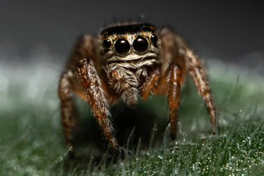 Zıplayan Örümcek Suratın Çimenlikteki Yakın Çekim Portresi