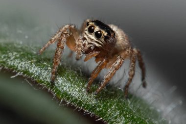 Yaprak üzerinde zıplayan örümceğin makro görüntüsü