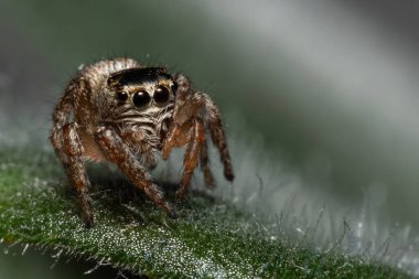 Yaprak sırtında zıplayan örümceğin makro portresi