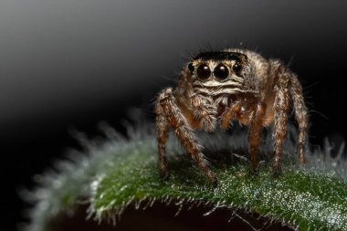 Yaprak Ucunda Zıplayan Örümcek Macro Vuruşu