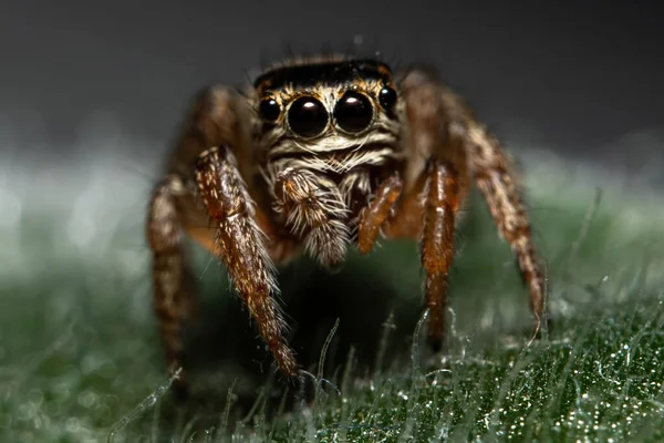 Zıplayan Örümcek Suratın Çimenlikteki Yakın Çekim Portresi