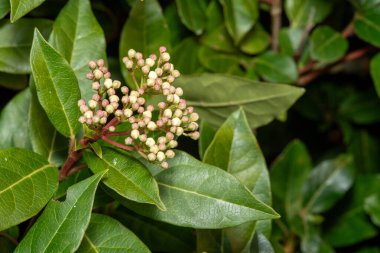 Bahçedeki Yeşil Yapraklar ve Pembe Bud Kümelerine Yakın