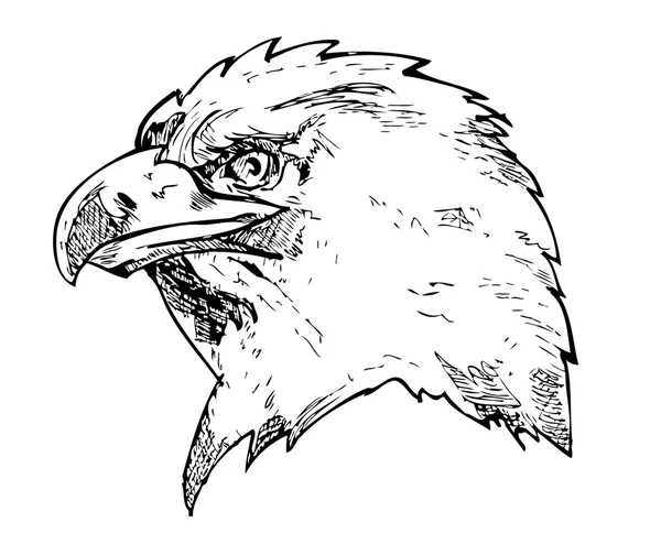 Eagle head using pen — Stock Vector
