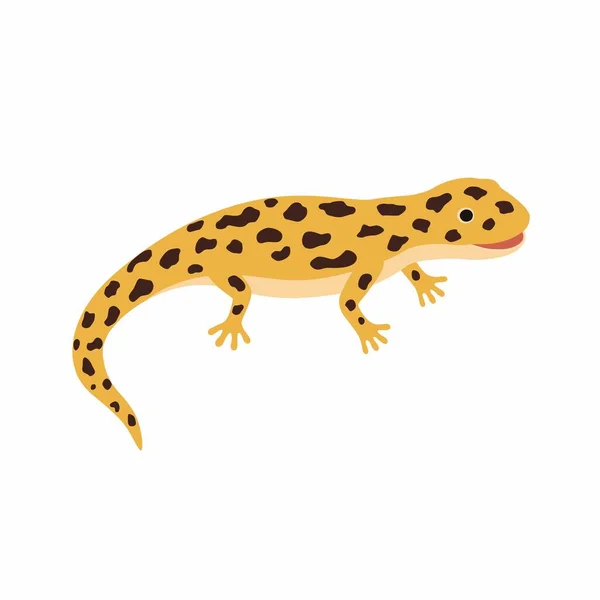 Yellow lizard, spotted Salamander isolated on white background. — Stock Vector