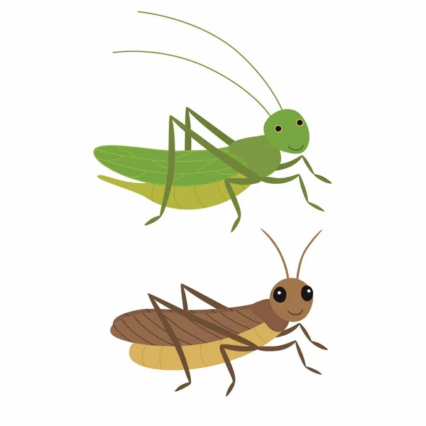 Cricket and locust, differences. Vector illustration isolated. — Stock Vector