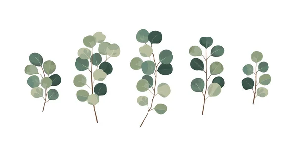 ユーカリの緑、ガムの木の葉自然葉の枝デザイナーアート熱帯要素セットバンドル手水彩スタイルで描かれた. — ストックベクタ