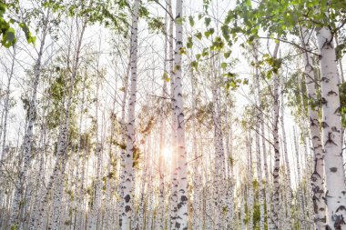 Birch Grove adlı yaz
