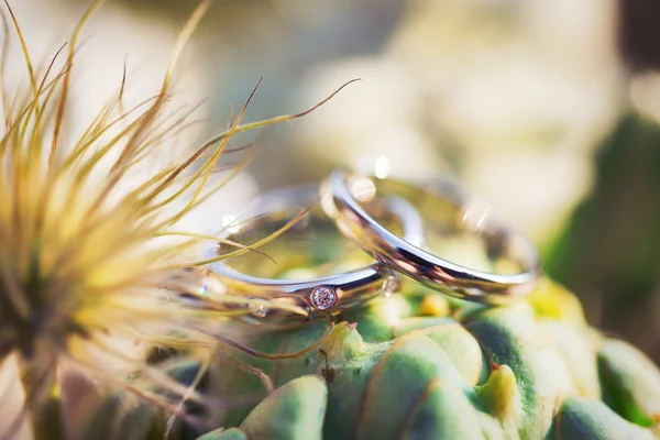 Wedding rings macro — Stock Photo, Image