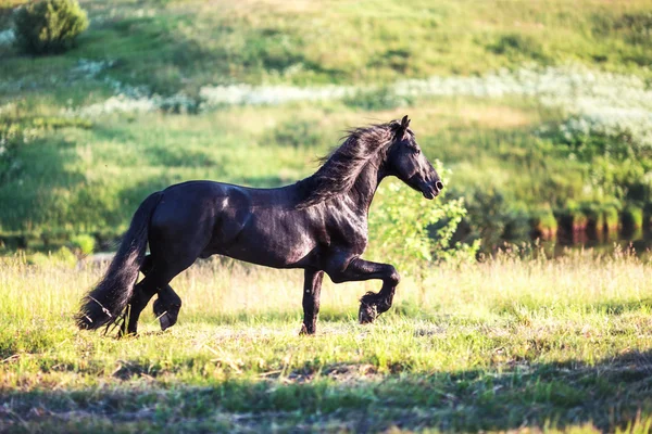 Nice horse galloping — Stock Photo, Image