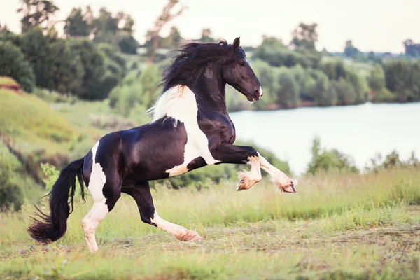 Nice horse galloping at summer — Stock Photo, Image