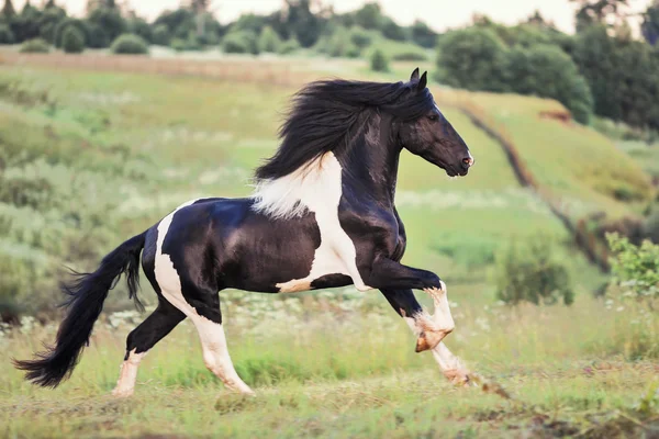 Nice horse galloping — Stock Photo, Image
