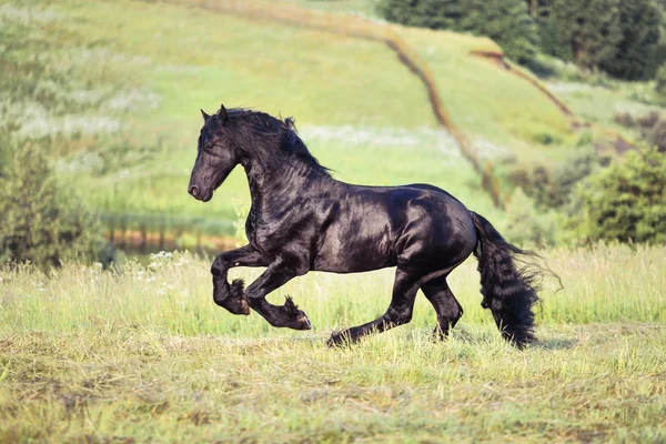 Pěkný kůň tryskem — Stock fotografie