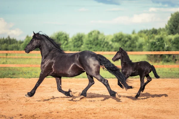 Nice horse and foal galloping — Stock Photo, Image