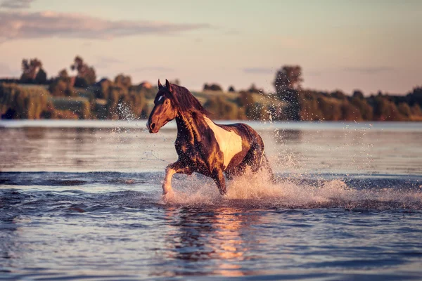 Красивый скачущий конь — стоковое фото