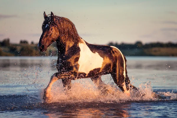 Nice horse galloping — Stock Photo, Image