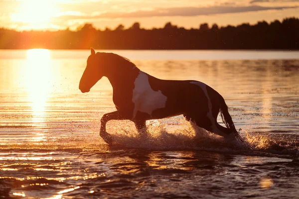 Nice horse galloping — Stock Photo, Image