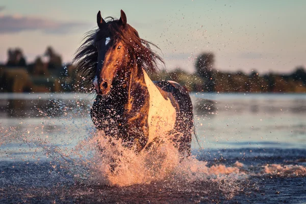 Nice horse galloping — Stock Photo, Image