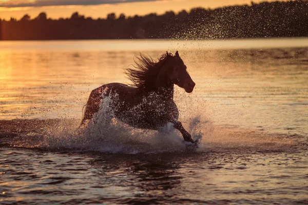 Nice horse galloping — Stock Photo, Image