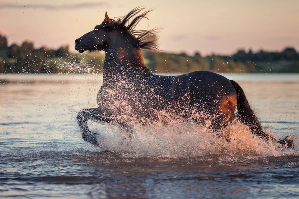 Красивый скачущий конь — стоковое фото