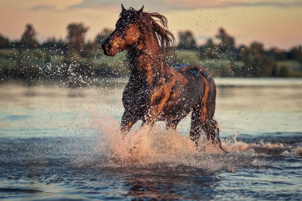 Nice horse galloping — Stock Photo, Image