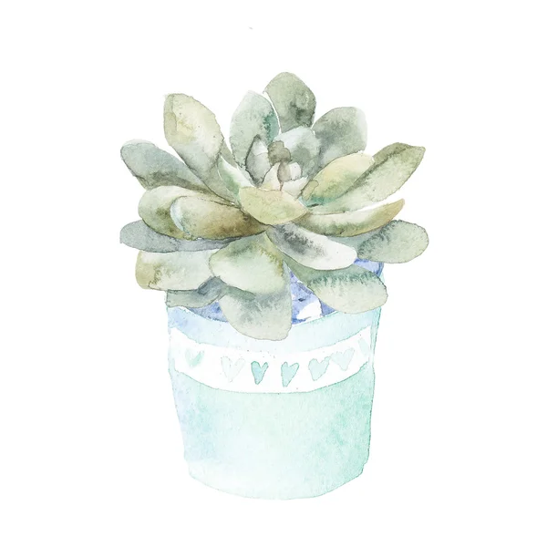 Succulent home plant. — Stock Photo, Image