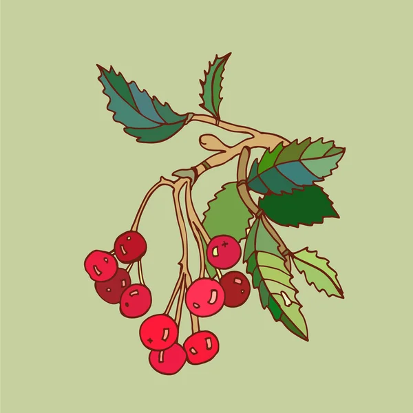 Rowanberry vectorillustratie — Stockvector