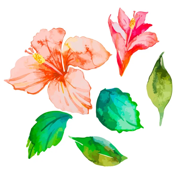 Conjunto de flores tropicais. Hibisco. Folhas. Aquarela  . — Fotografia de Stock