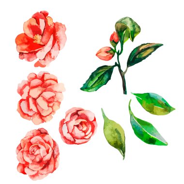 Dekoratif çiçek. Vektör çiçek. Çiçekler. Kamelya, Rose.