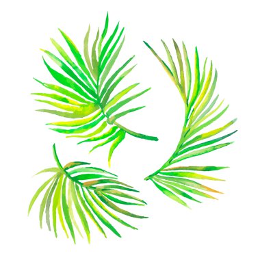 Suluboya palmiye yaprakları üzerinde beyaz izole. Tasarımınız için vektör.