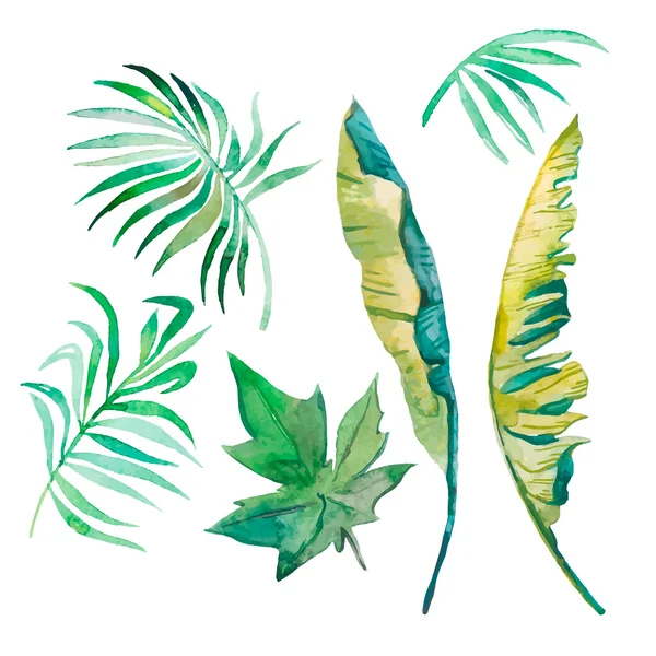 Akvarel palmového listí, banánové listy, papája listy izolované na bílém. — Stockový vektor