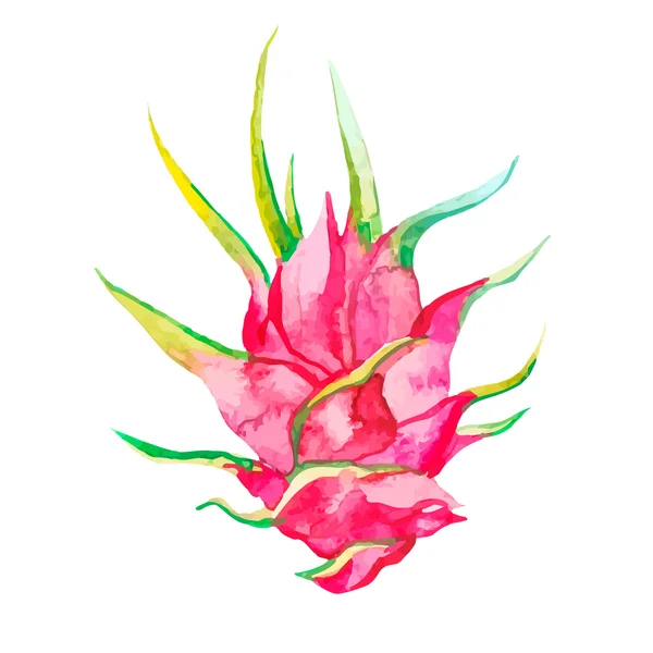 Pitaya. Ilustración vectorial aislada. Flor tropical pitaya. Fruta exótica — Archivo Imágenes Vectoriales