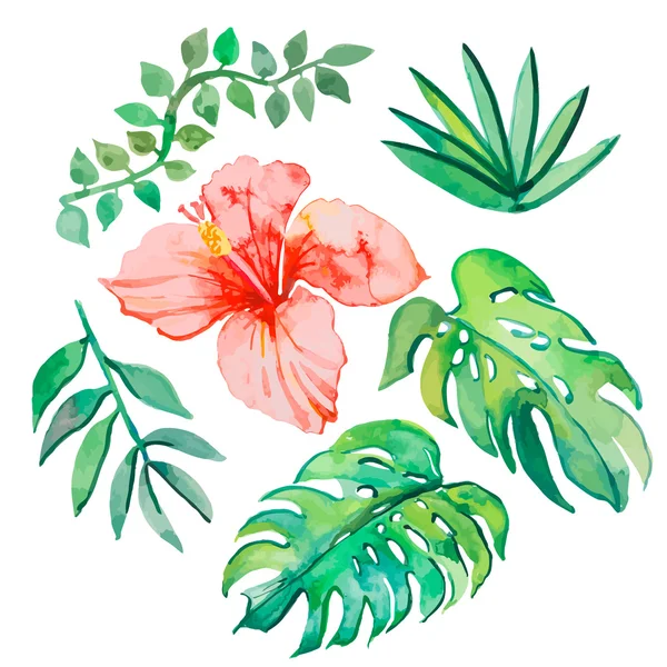 Tropical leaves isolated on white background. Tropical plants: exotic flower hibiscus and leaves. Vector. — Stock Vector