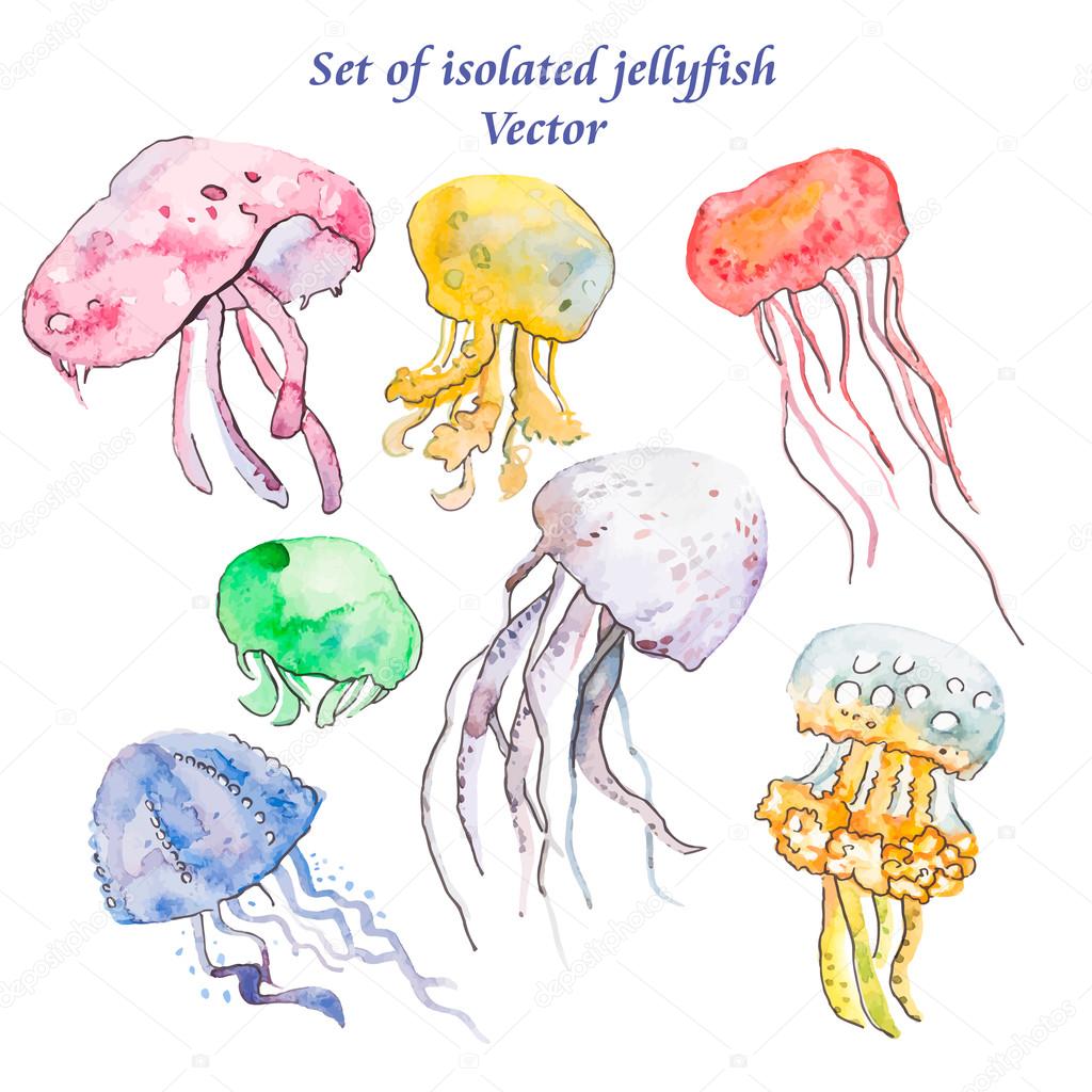 Jellyfish Isolated On White Sea Set Vector Vector Image By C Boyurelizaveta Vector Stock Jellyfish Isolated On White Sea Set Vector Vector Image By C Boyurelizaveta Vector Stock