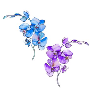 Beyaz arka plan üzerinde izole orkide. Vektör