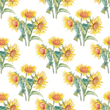 Ayçiçeği vektör desen suluboya.
