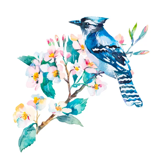 Geai bleu isolé sur fond blanc. Fleurs de printemps.Aquarelle. . — Image vectorielle