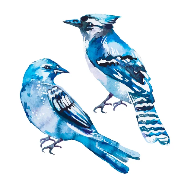 Blue jay isolated on a white background. Watercolor. Vector. — Stock Vector