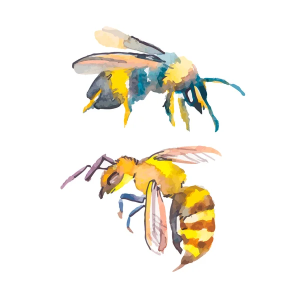 Bee isolated on white background. Watercolor. Vector. Wasp. — Stock Vector