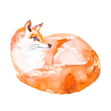 Tilki beyaz arka planda izole edilmiş. Suluboya. .